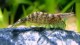 Atyaephyra desmaresti 5